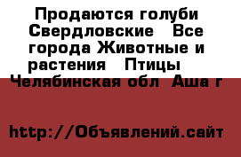 Продаются голуби Свердловские - Все города Животные и растения » Птицы   . Челябинская обл.,Аша г.